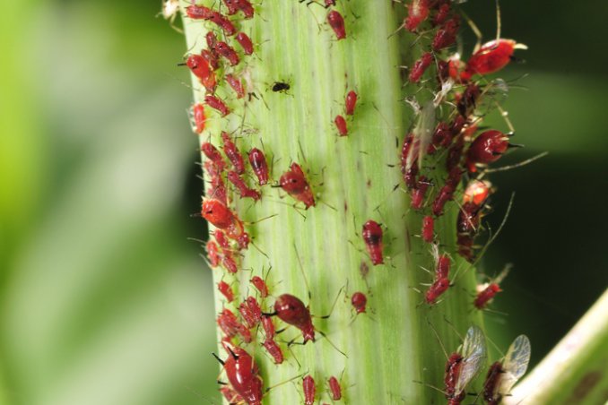 giardino orto parassiti insetti insetticida naturale ecologia