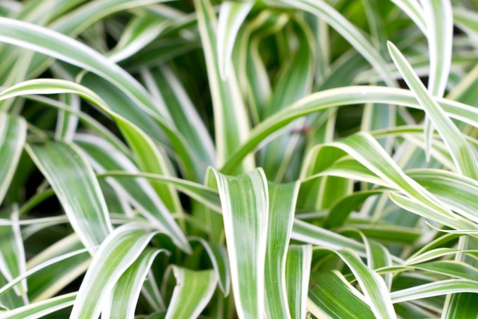 falangio-verde-pianta
