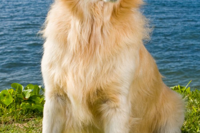 golden retriever cane razza descrizione