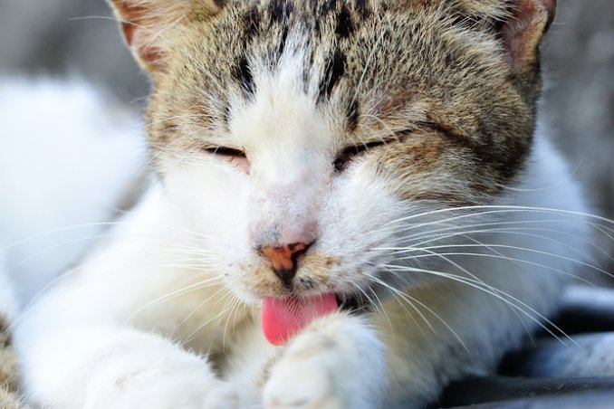 gatto pulizia leccare pelo seduta di benessere ginnastica massaggio alimentazione