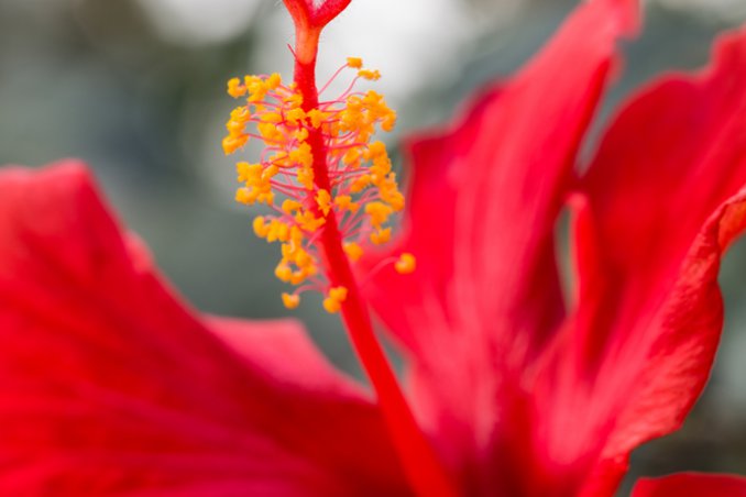 ibisco-fiori-piante