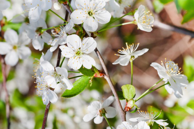 primavera-ciliegio-fiori