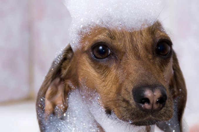 cane animale toelettatura cura igiene lavaggio bagno