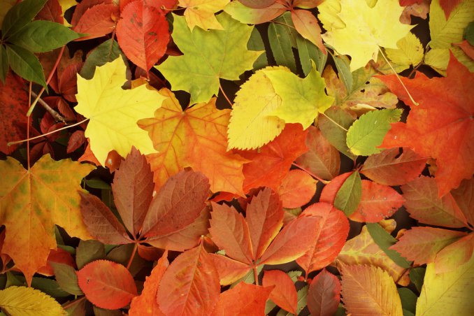 foglie-autunno-giardinaggio