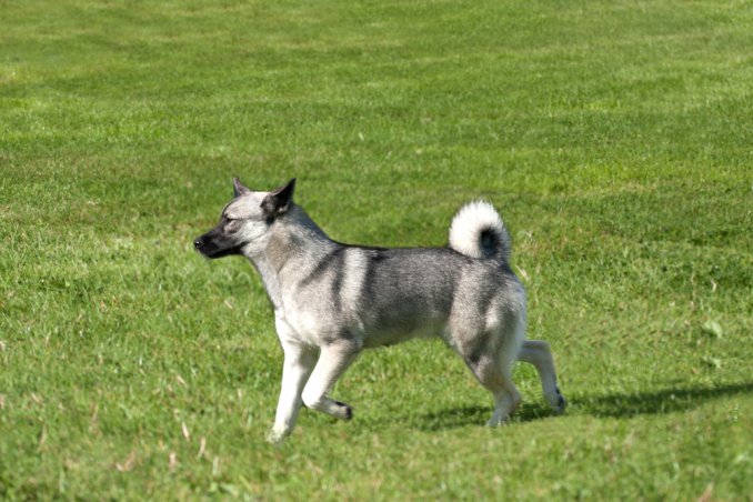 Norsk Buhund cane descrizione