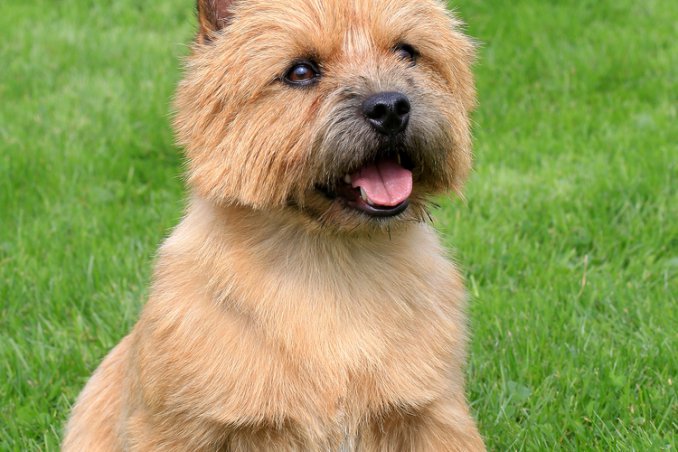 Norwich Terrier, cane, descrizione