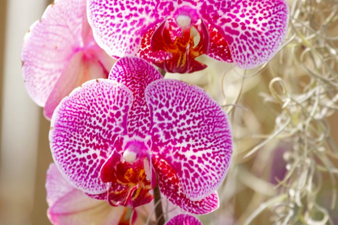 orchidea fiore pianta deodorante tonificante