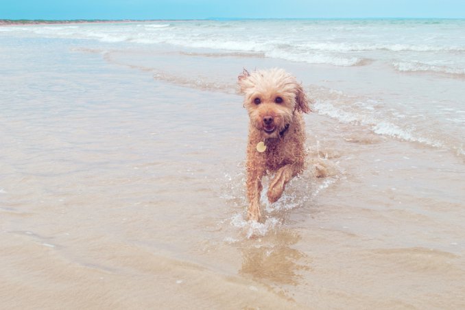 cane vacanza spiaggia legislazione consigli suggerimenti 