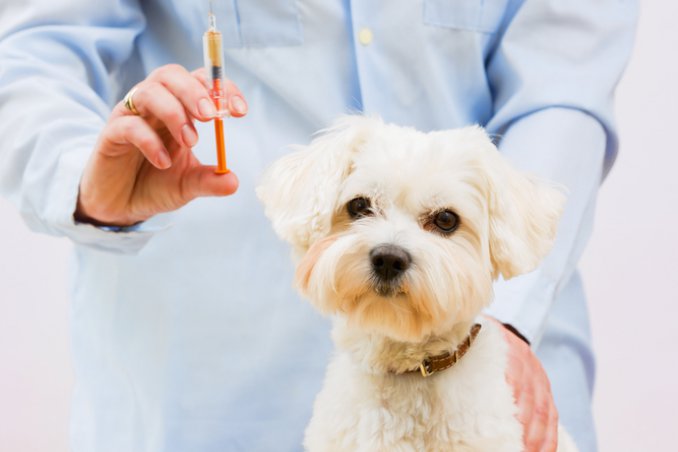vaccinazione, cane, gatto, cucciolo