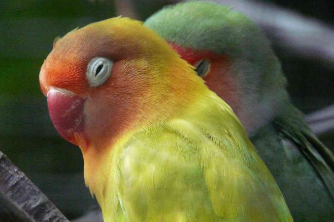 pappagallini gli inseparabili