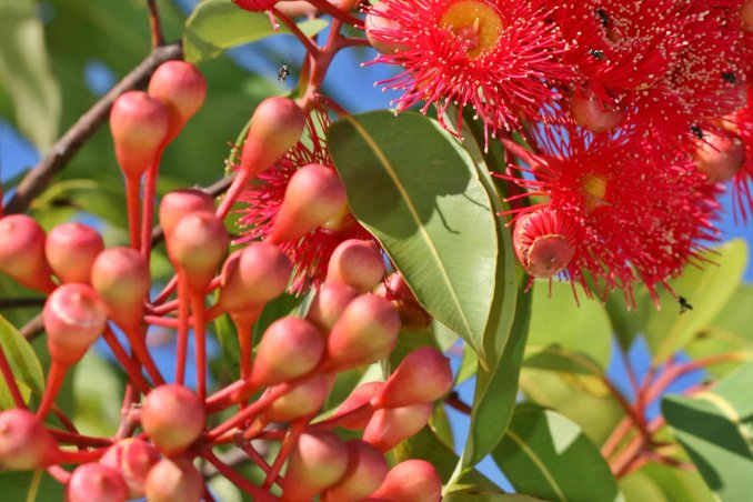 fiori australiani cosa sono e a cosa servono