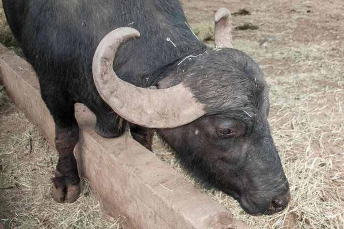 oroscopo cinese bufalo