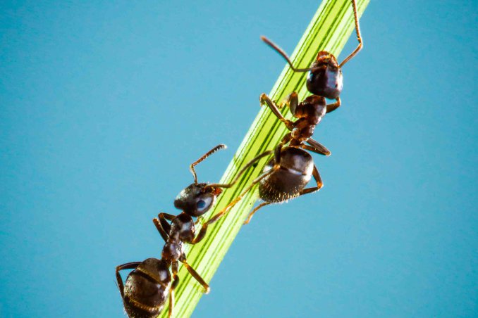 sognare le formiche significato