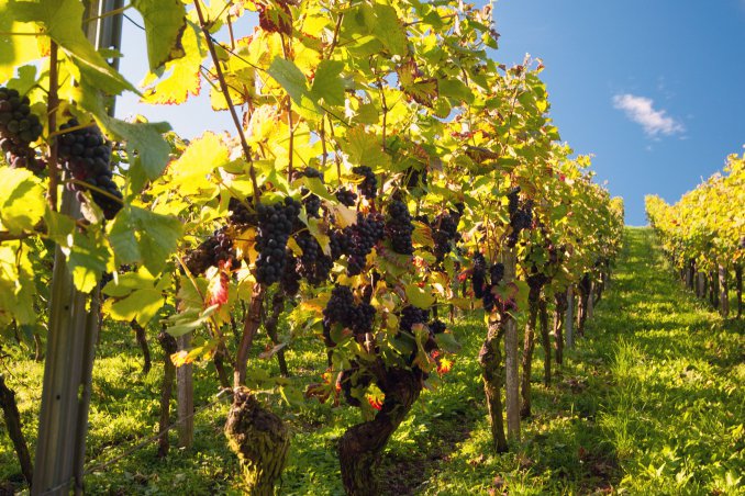 La cura dell’uva (Traubenkur): ecco i posti più belli d’Italia ed Europa