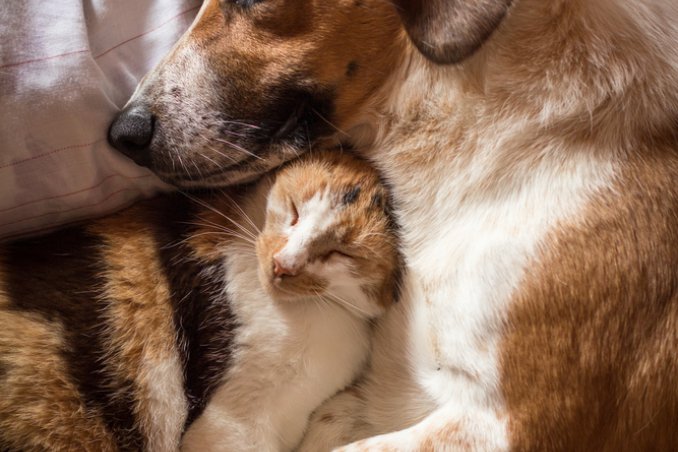 Come avere la casa pulita e profumata se ci sono cani e gatti