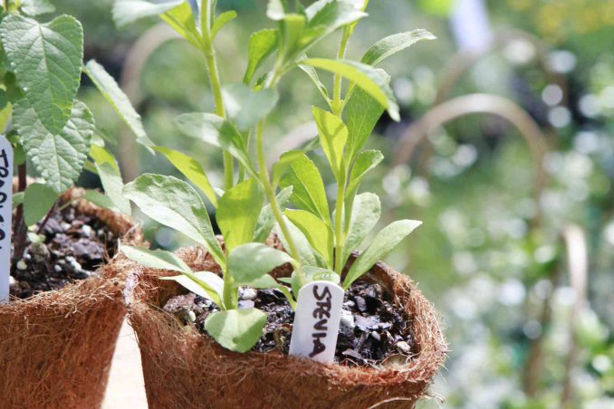come coltivare la stevia in casa