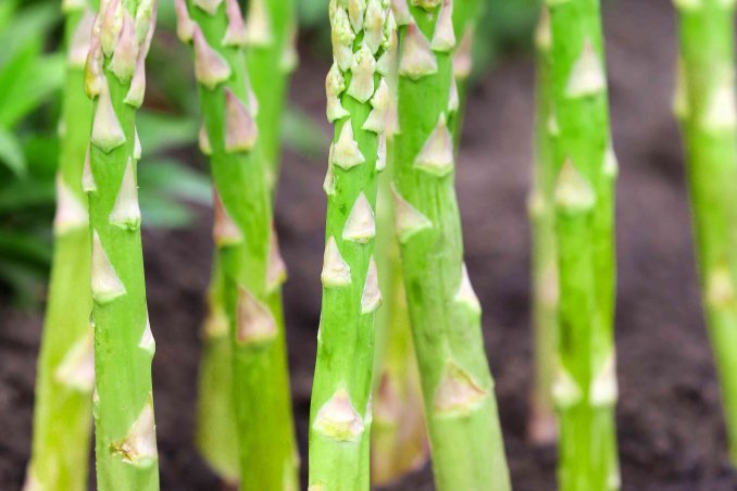 come coltivare gli asparagi