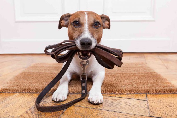 Regolamento cani al guinzaglio: le nuove regole