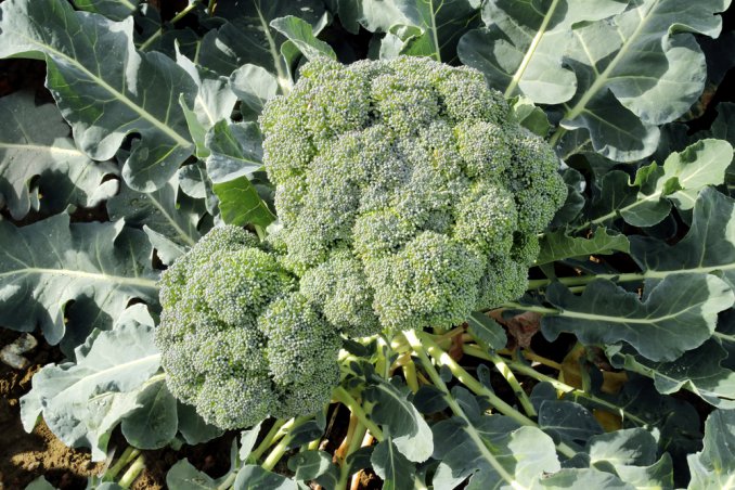 coltivare broccoli, seminare broccoli, ricette broccoli