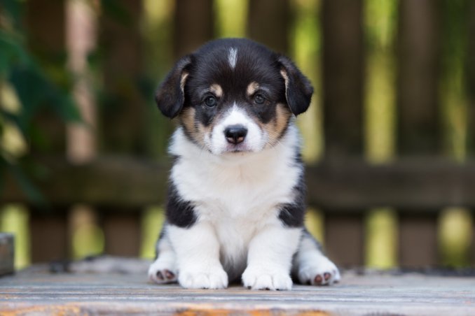 educazione canina, cucciolo, stare seduto