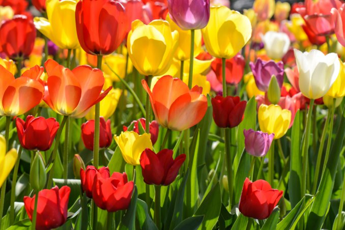 fiori balcone primavera, piantare bulbi tulipano, conservare bulbi tulipano