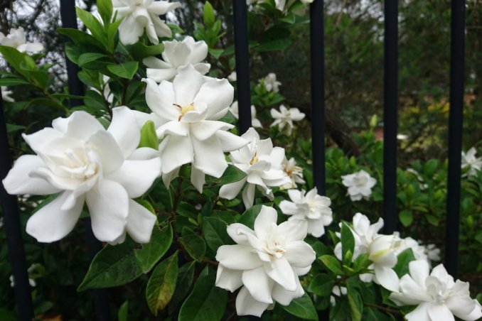 coltivare gardenia, gardenia foglie gialle