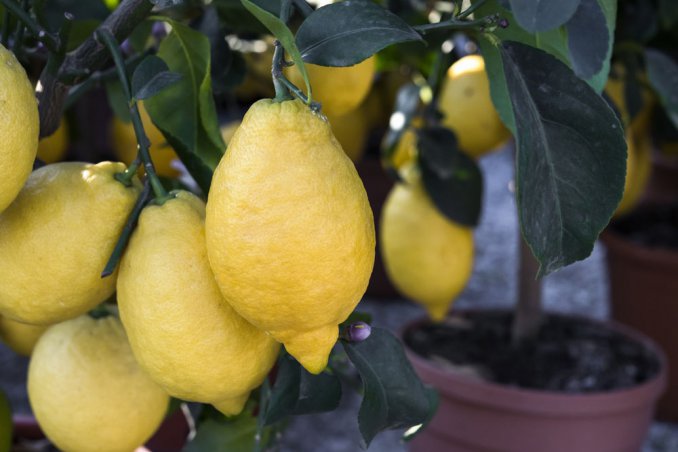 coltivare limoni balcone, coltivare limoni vaso