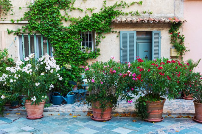 Come Coltivare L Oleandro In Vaso 5 Consigli Per Ornare Il Balcone Donnad