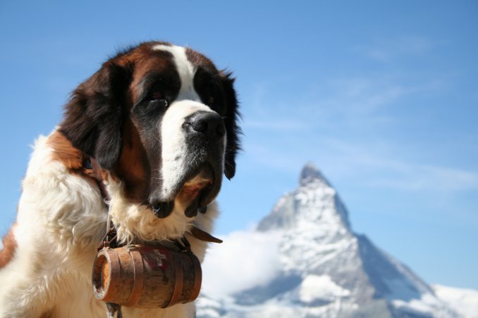 cani da soccorso, cani soccorso alpino