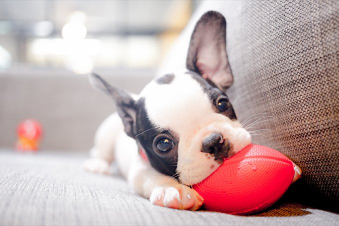 cucciolo, cane, educazione