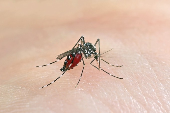 zanzare, specie