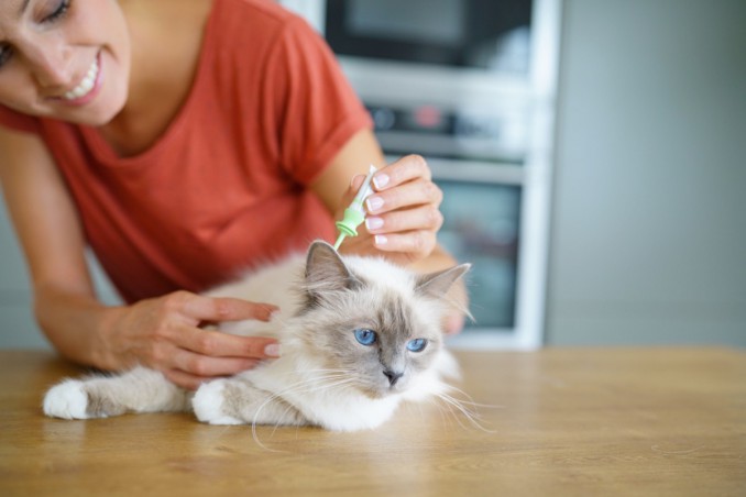 Come mettere l'antipulci al gatto in modo semplice
