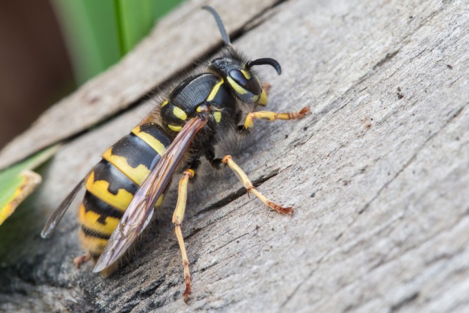 come eliminare vespe