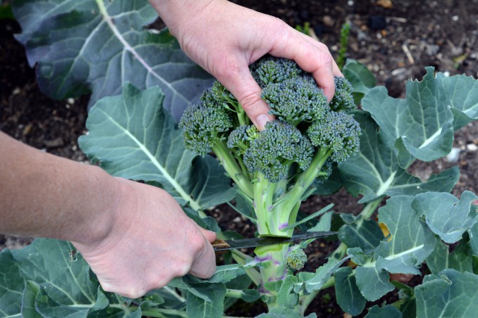 coltivare broccoli calabresi, come coltivare broccoli