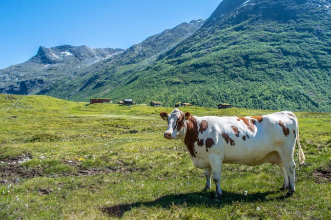 Sognare una mucca: ecco cosa significa | DonnaD