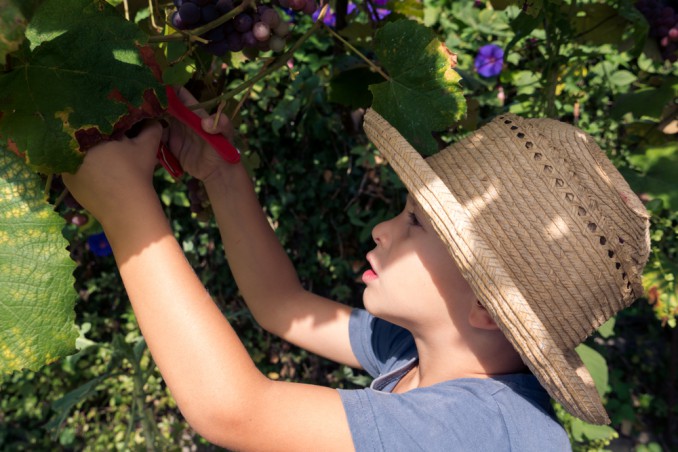 Vendemmia con i bambini: i consigli per raccogliere l’uva in famiglia