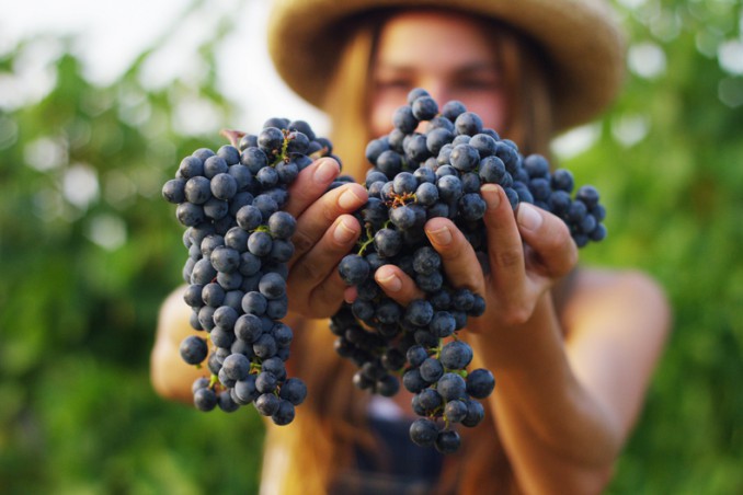 vendemmia citazioni