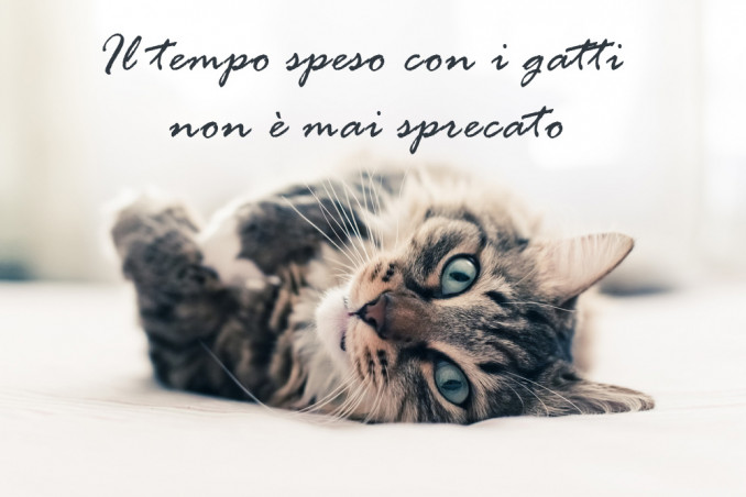 giornata gatto immagini frasi, giornata gatto immagini, giornata gatto frasi