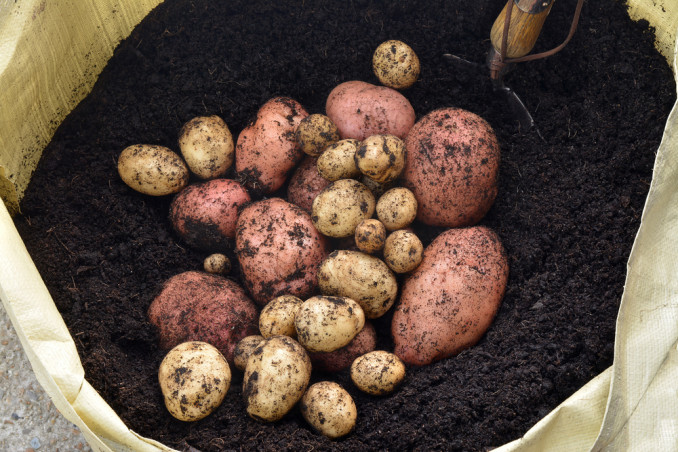 come coltivare patate sacco, come coltivare patate, coltivazione patate sacco