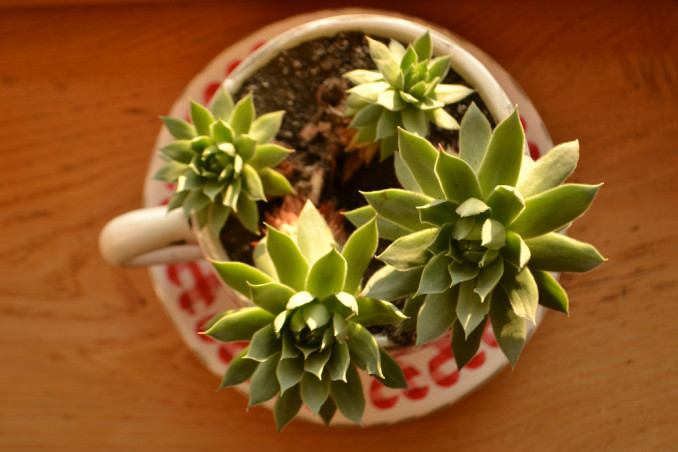 piante in tazza
