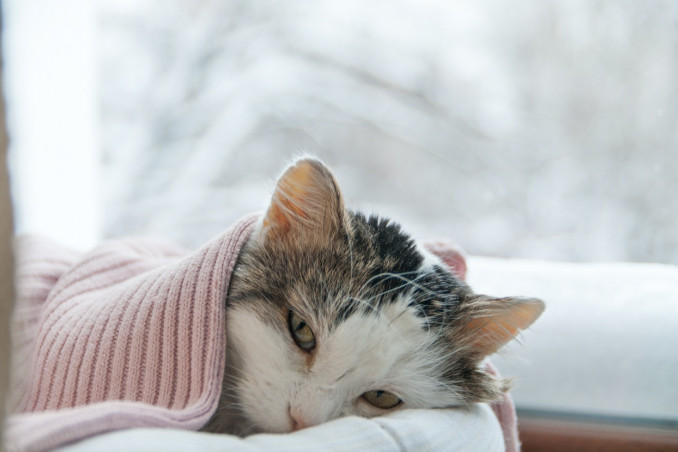 gatto, raffreddore, terapia