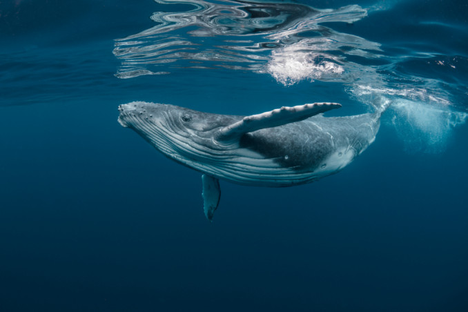giornata mondiale balene