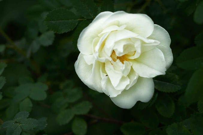 Rosa bianca e amore