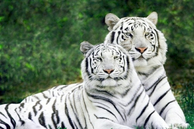 sognare, tigre, bianca
