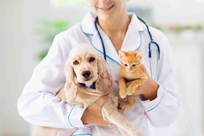 certificato veterinario di buono stato di salute