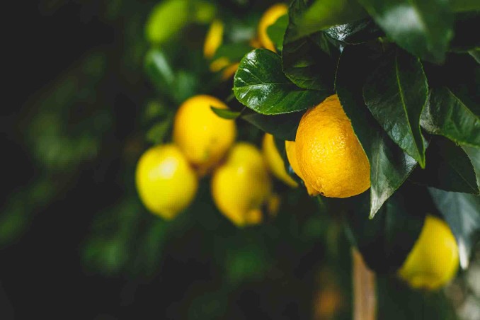 Come prendersi cura della pianta del limone
