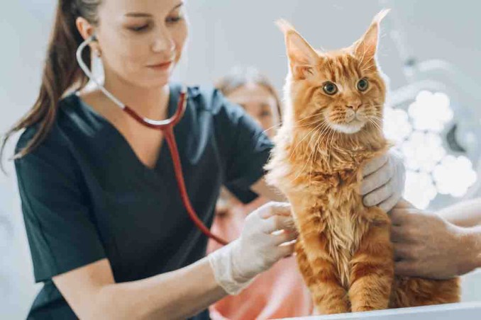 Come calmare il gatto dal veterinario