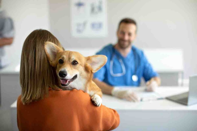 tranquillizzare il cane dal veterinario