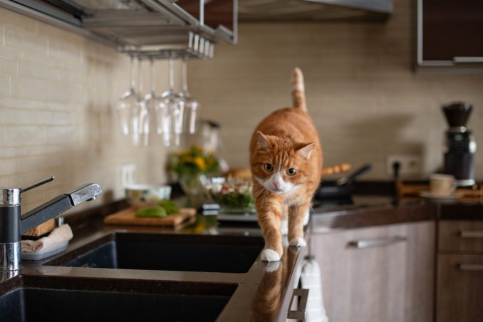 gatto in cucina