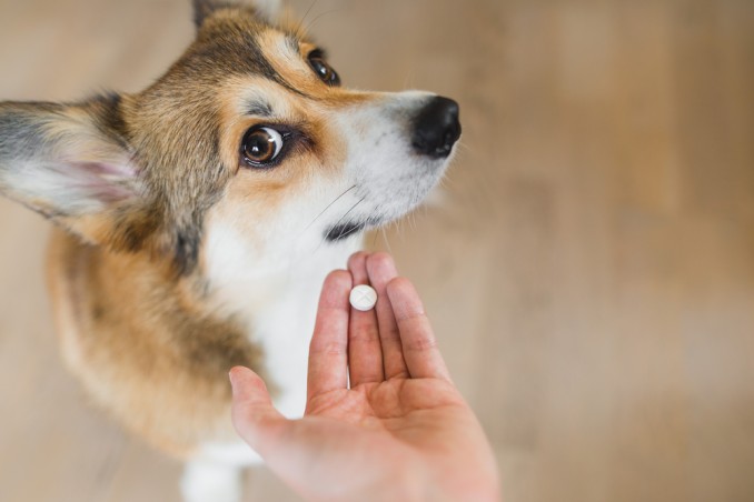 Farmaci per il cane